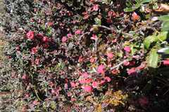 Cotoneaster rotundifolius